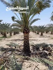  10 جميع انواع النخيل