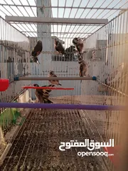  7 حساسين وكنارات نخب اول مقنوة صحة ونضافة