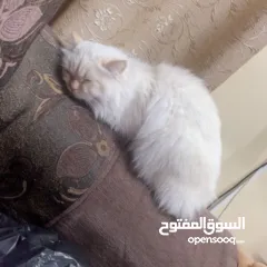  15 شيرازي للبيع عمرها سنة وشوي سعرها 600(قابل للتفاوض المعقول) اجتماعية وبترد عصحابها ومتعودة عالحمام