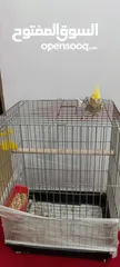  6 كوكتيل اليف لون رائع للبيع