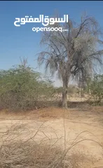  20 مزرعة للبيع بموقع مميز قريب للخدمات والسعر مناسب