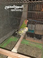  4 جوزين روز ومخلف بصلاه على سيدنا محمد