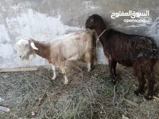  2 عنزين الاثنتين