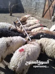  7 16 عبور زابطات لحم وزابطات مقنوا مطلوب 140