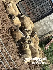  1 غنم للبيع