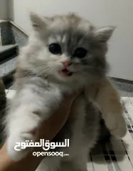  2 قطط بيت شيرازي