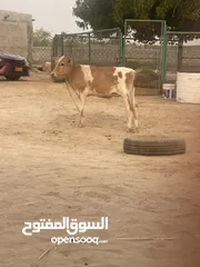  1 عجل نمساوي رقم واحد