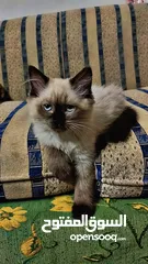  5 قط هملايا شوكلت للبيع