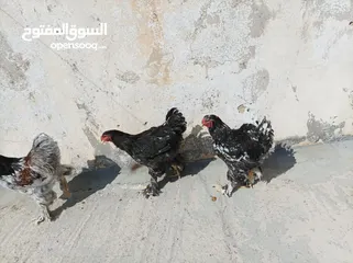  3 جاج براهما