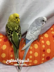  2 Friendly Parrot couple زوج