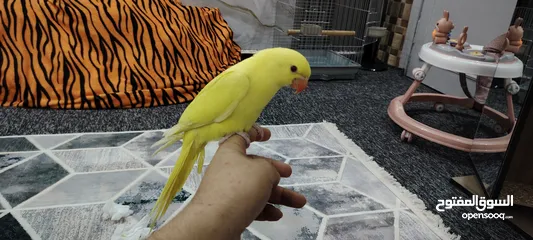  1 ببغاء دره لو اصفر مميز