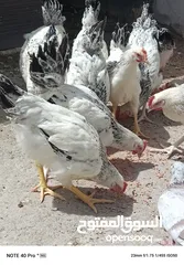  10 فرخات نخب سايكس عمر خمس اشهر ونصف ودجاج احمر سلالة محترمة  بياض بغزارة
