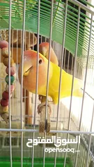  7 جوز روز بصحه ممتازه الانثى لاتينو عين حمره والذكر الاخضر ................................