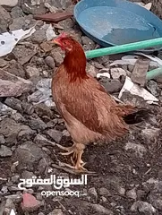  1 دجاجتين عرب صحه خير من الله مال بيت  