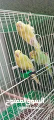  8 طيور حب  عصافير حب   ببغاء حب  بادجي   طيور  عصافير  ببغاء
