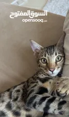  1 قط بنغال لعوب و جميل للتبني Bengal cat