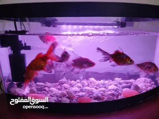  1 حوض سمك للبدل على ببغاء الدرة