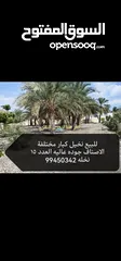  1 للبيع نخيل كبار مثيرات مختلفة الانواع