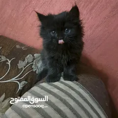  5 ما شاء الله تبارك الله ..... مجموعة من الكتنز بأنوع مختلفة .... .. (موجود تفاااصيل اكتر بالوصف) ..