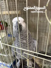  1 كاسكو اسطورة كلام بشر بصورة طير  اقرأ المواصفات جيدا ضروري معرفة مواصفات الطير