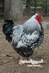  14 بيض سلالات دجاج نادره مستورده