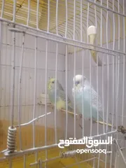  4 طيور الحب مع قفص و كامل اغراضو