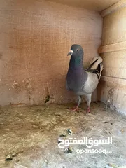  2 حمام ما شاء الله للبيع شوف الوصف