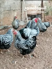  1 جاج ويندوت سيلفر