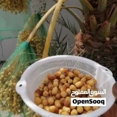  15 لتنظيف النخيل والواشنتونيا والاهتمام بالحدائق والثمار بكافه انواعها