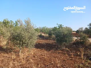  5 مزرعه أربعه دونم مشيكه بالكامل ارض زراعيه وبيت ريفي غرفتين وحمام ومطبخ صغير وباربكيو وساحه واسعه