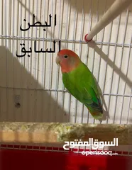  7 فراخ  كوكتيل و روز وحب إنجليزي