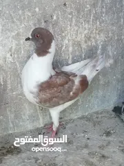  1 فرخ سيكي مكروش بواقي الثلاث