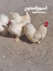  3 طقم دجاج مقزم لون ابيض