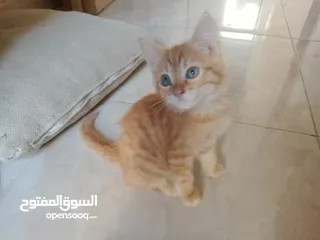  5 Persian male 3 month baby OMR 20