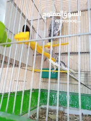  30 ببغاء كوكتيل ذكر وانثى مع قفص