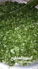  11 ملوخيه مغسله ومنقبه فرم ناعم جاهزه للطبخ وللتفريز وموجود ناشفه مفروكه وناعمه بدون عيدان مغسله