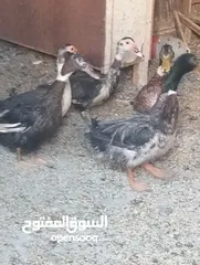  1 متوفر بط عدد خمسه بلدي وشرشير وشغلات  العمر  سنه
