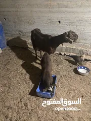  3 عنز شامية نخب للبيع معها جدي