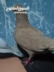  4 كوم حمام مشكل كامل لعدم التفرغ للبيع