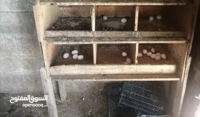  3 بيض بلدي. مطاير طيور مينا اربد (كل اشي مكتوب بالإعلان)