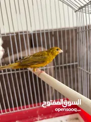  6 اثنى كناري للبيع