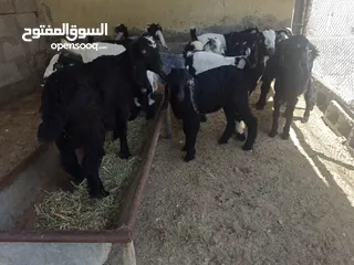  3 متوفر ذبايح عمر 3 شهور