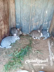  5 أرانب للبيع