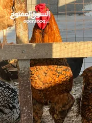  10 جاج لوهمان + بلدي بياض للبيع