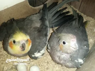  3 عصافير توكتيل جوز عصافير حب مخاليف