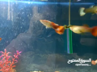  3 اسماك جوبي مولي تيترا جلاس وتيترا بلاك نيون وجولد فيش وزيبرا إقراء الوصف