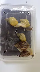  1 حلزون افريقي  African snail