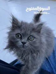  1 British longhair برتش لونج هير
