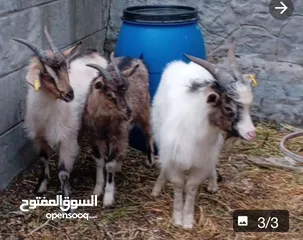 1 3 معزايات نوع البينو مقزم