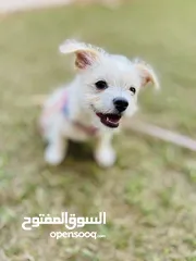  10 Playful puppy vaccinated and microchipped.